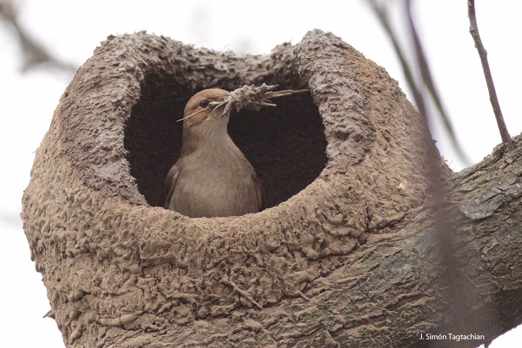 ¿Qué significa tener una casita de hornero en la casa?