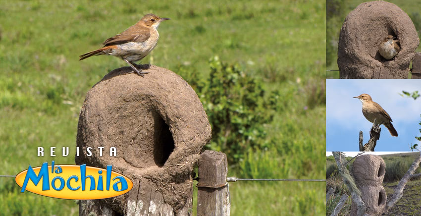 ¿Cómo construyen su hogar el pájaro?