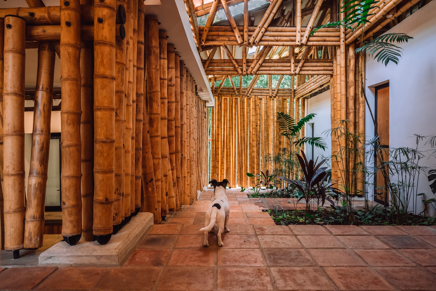 ¿Qué se puede hacer con la caña guadua?