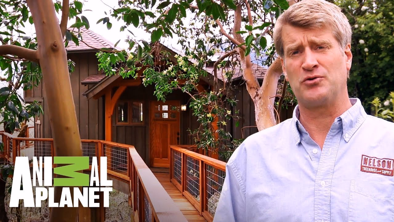 ¿Dónde se pueden ver mansiones en los árboles?